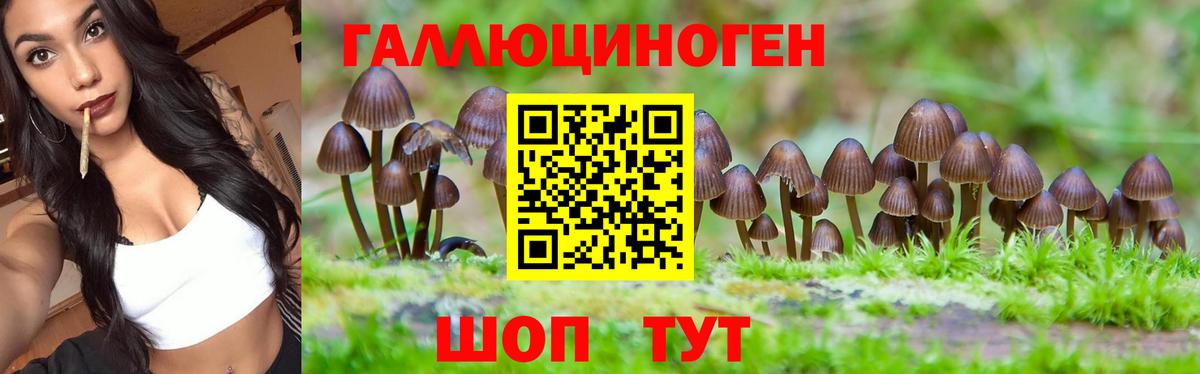 Галлюциногенные грибы Psilocybe Соликамск